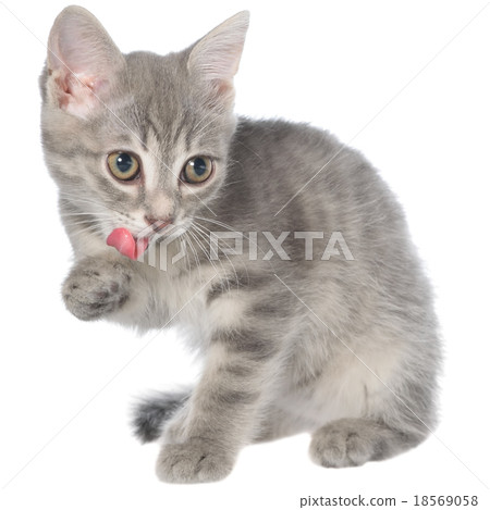 British shorthair tabby kitten sitting and yawn 18569058