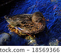 Water duck duck 18569366