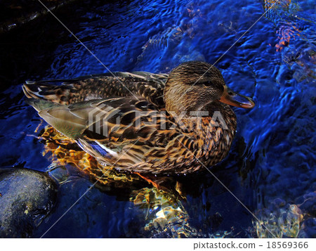Water duck duck 18569366