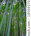  Bamboo grove 18569370
