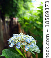 hydrangea   18569373