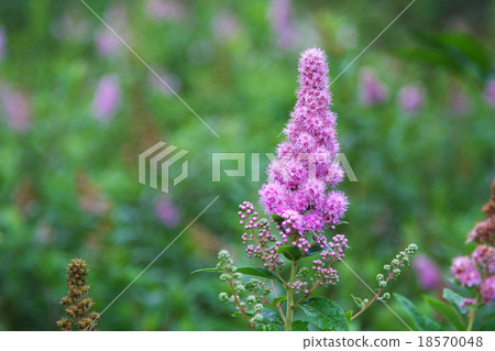 Hoshamishimoku Okuhiko's plants 18570048