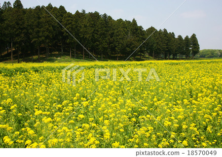 Rape flower field Nano Hana (oilseed rape) 18570049