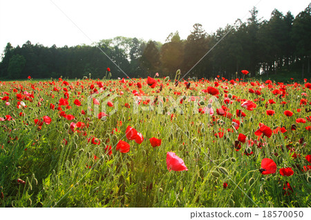Poppy flower garden 18570050