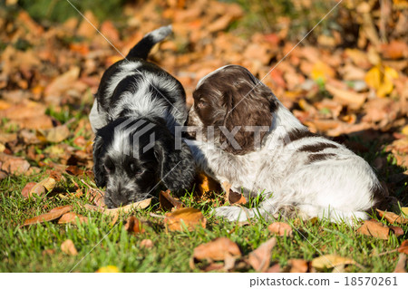 English Cocker Spaniel puppies English Cocker Spaniel puppies 18570261