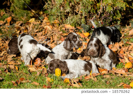 English Cocker Spaniel puppies English Cocker Spaniel puppies 18570262