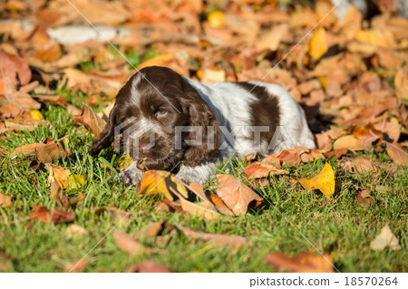 English Cocker Spaniel puppy English Cocker Spaniel puppy 18570264