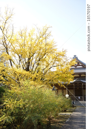 Saijyoji銀杏 Saijyoji銀杏 18570597