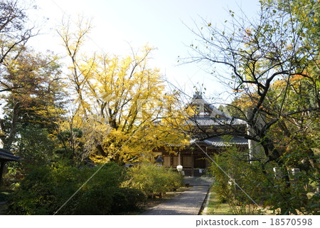 Saijyoji ginkgo 18570598