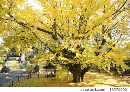Saijyoji ginkgo Saijyoji ginkgo 18570600