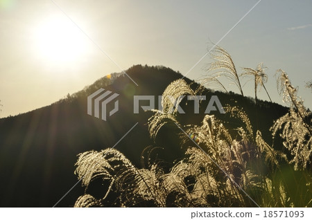 在早晨太陽的Susuki領域 18571093