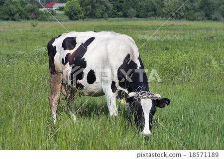 black and white cow in a meadow 18571189
