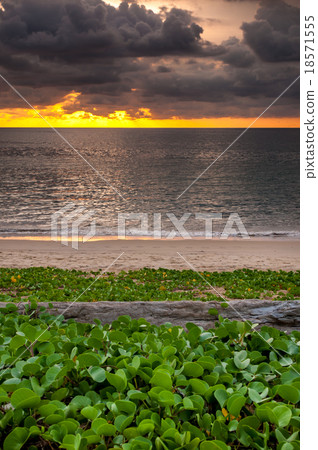 Log wood with beach morning glory at sunset time Log wood with beach morning glory at sunset time 18571555