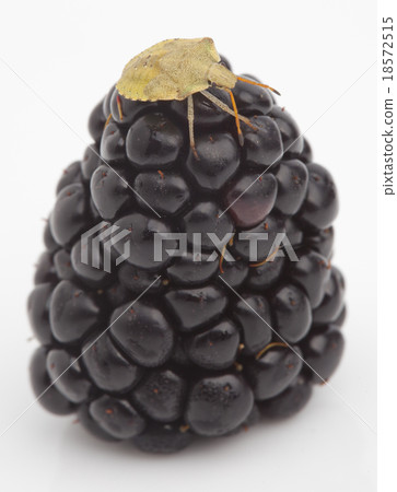 A green shield bug eating blackberries A green shield bug eating blackberries 18572515