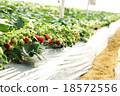 Strawberry picking 18572556