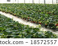Strawberry picking 18572557