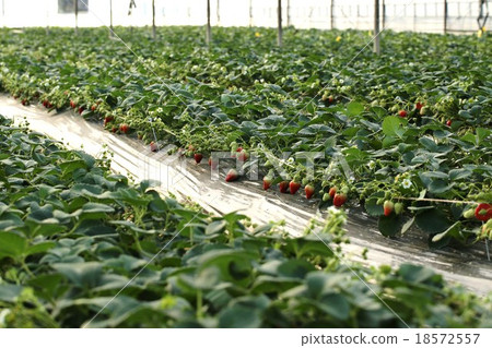 Strawberry picking 18572557