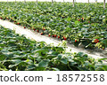 Strawberry picking 18572558