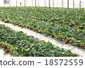 Strawberry picking 18572559