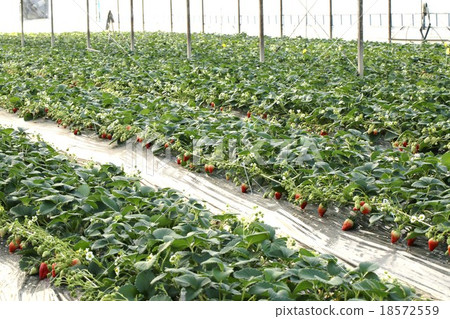 Strawberry picking 18572559