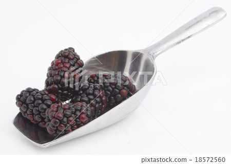 Sweet blackberries on shovel 18572560