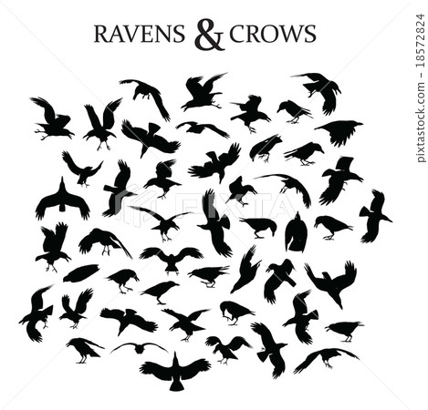Ravens and Crows 18572824