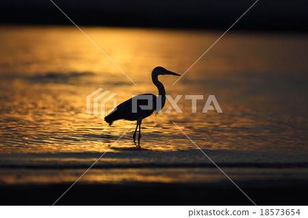 Silhouette's novelty Silhouette's novelty 18573654