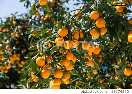 Orange garden 18574220
