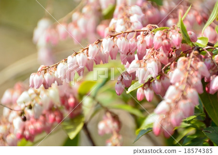 Safflower Candy tree's pink flower Safflower Candy tree's pink flower 18574385