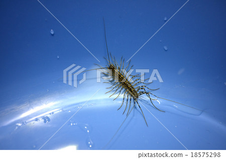 Gagejijji Gagejijji 18575298