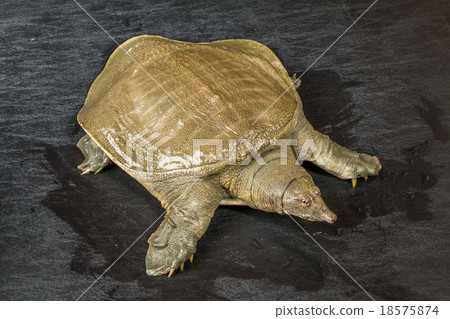  Turtle turtle fellow Terrapin tortoise 18575874