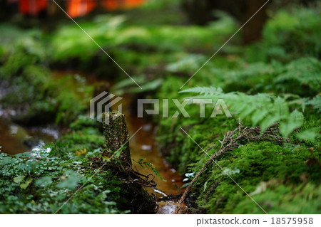 京都伏見稻荷小川和莫斯 18575958