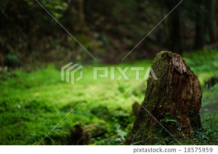 Kyoto Fushimi Inari Shiki and Moss 18575959