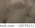 Elephant skin 18576212