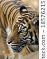 A tiger 18576215