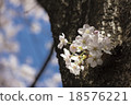 Cherry Blossoms	 18576221