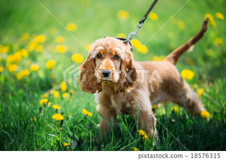 Funny Red English Cocker Spaniel Dog In Green Funny Red English Cocker Spaniel Dog In Green 18576315