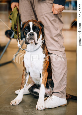 Boxer Dog Sitting near Owner 18576366