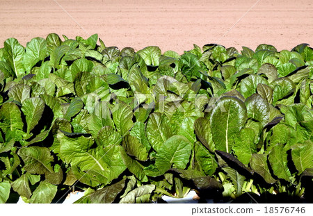 Marbled Nozawana in the field Marbled Nozawana in the field 18576746