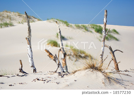 dunes in a Slowinski National Park, Poland dunes in a Slowinski National Park, Poland 18577230