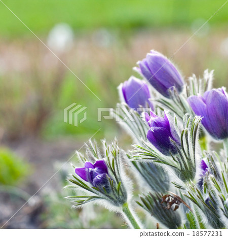 Pasque flower in a sunny day in early spring Pasque flower in a sunny day in early spring 18577231