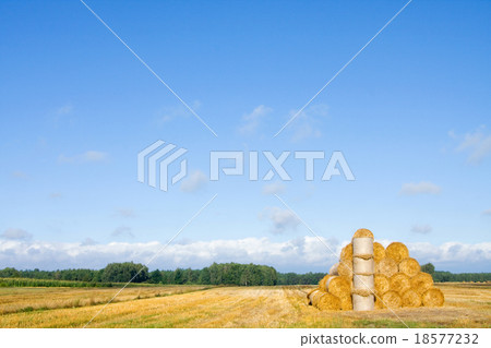 big round bales of straw in the meadow big round bales of straw in the meadow 18577232