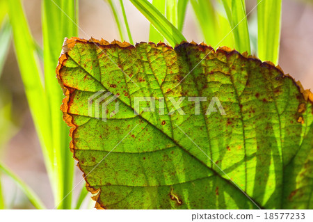 green leaf green leaf 18577233