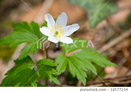 White wood anemone flowers White wood anemone flowers 18577234