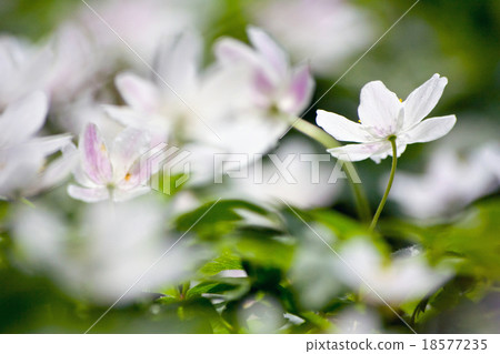 White wood anemone flowers White wood anemone flowers 18577235