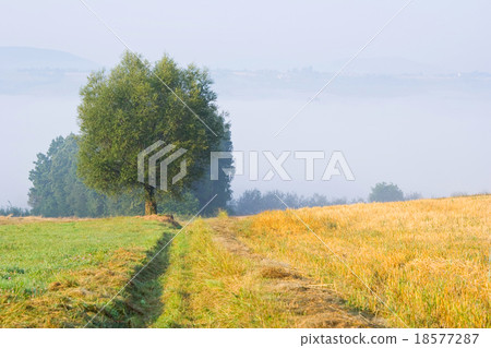 Landscape with a lone tree in fog Landscape with a lone tree in fog 18577287