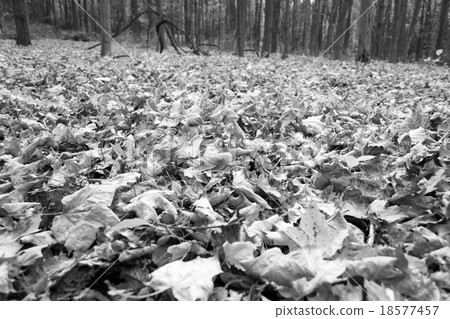 Leaves in black and white 18577457