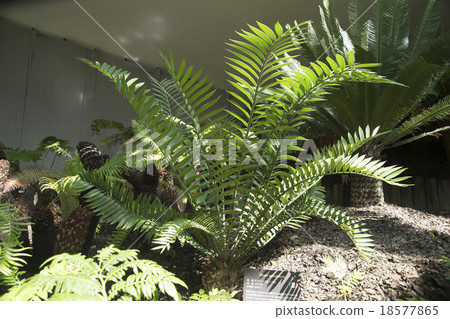 Dione Spinosum Dione Spinosum 18577865