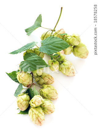 Hop cones. Hop cones. 18578258