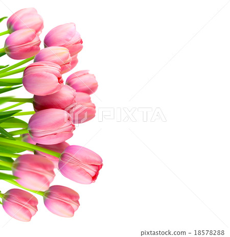 Border of Gentle Pink Tulips, fresh flowers Border of Gentle Pink Tulips, fresh flowers 18578288